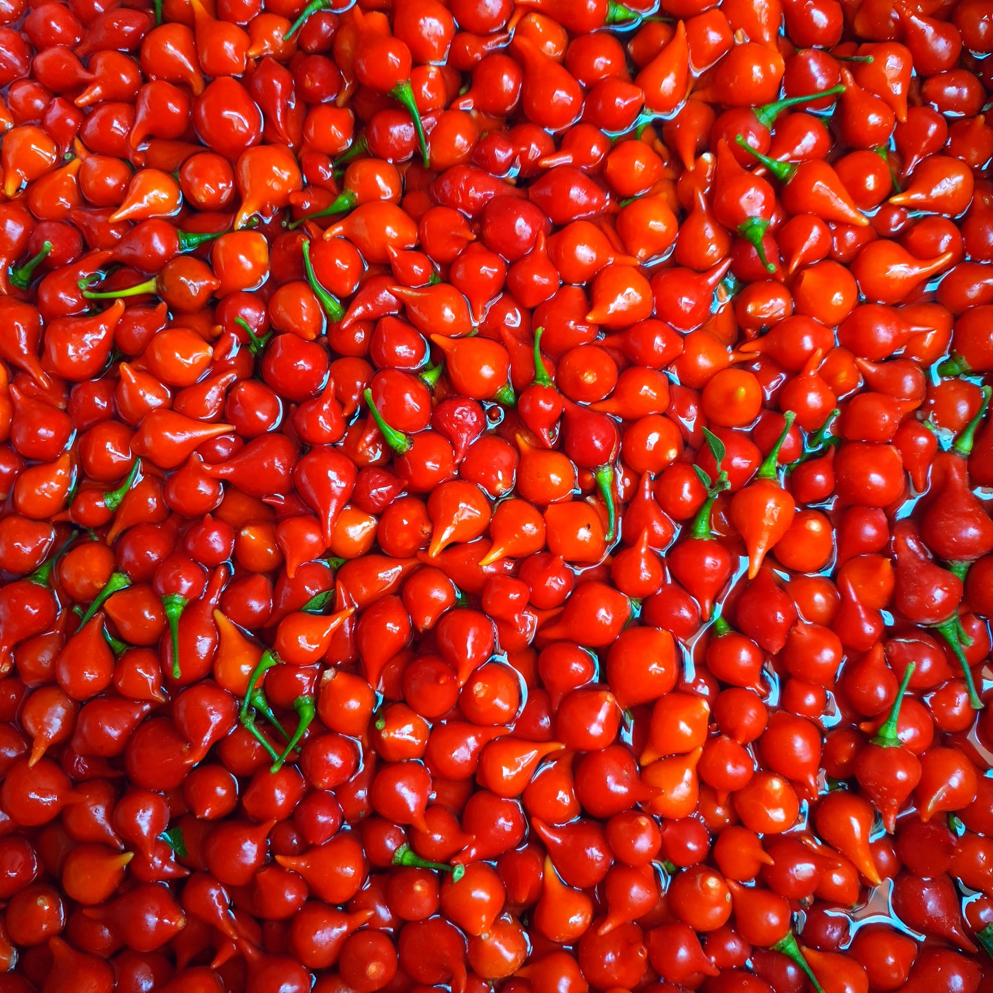Biquinho Vermelho (Rojo) - 10 semillas de chile