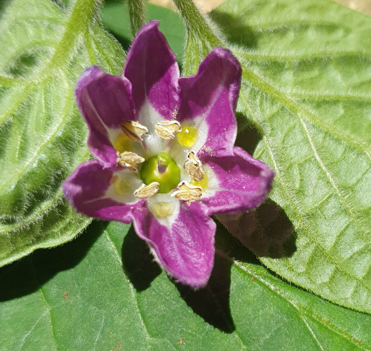 Rocoto Chile de Seda 10 semillas