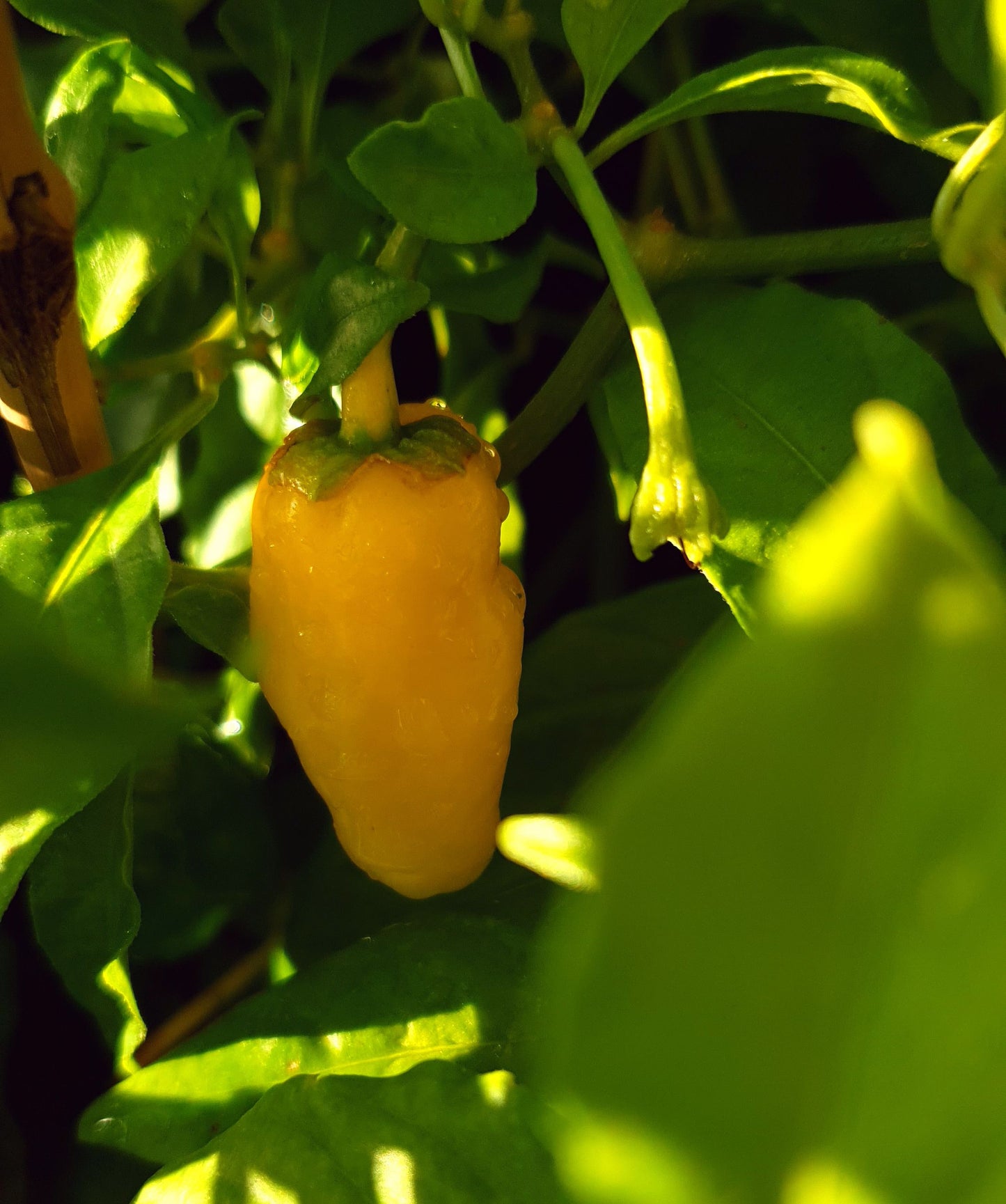 7 Pot Bubblegum yellow - 10 Chilisamen