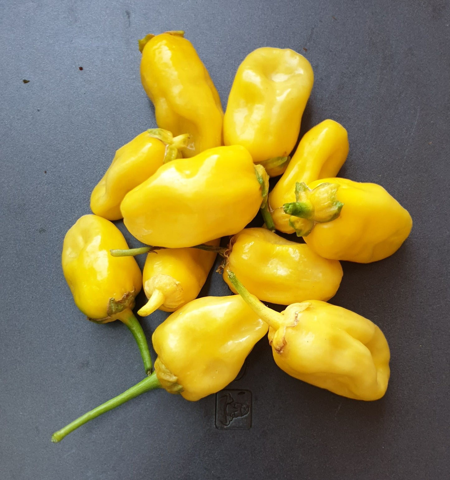 7 Pot Bubblegum yellow - 10 Chilisamen