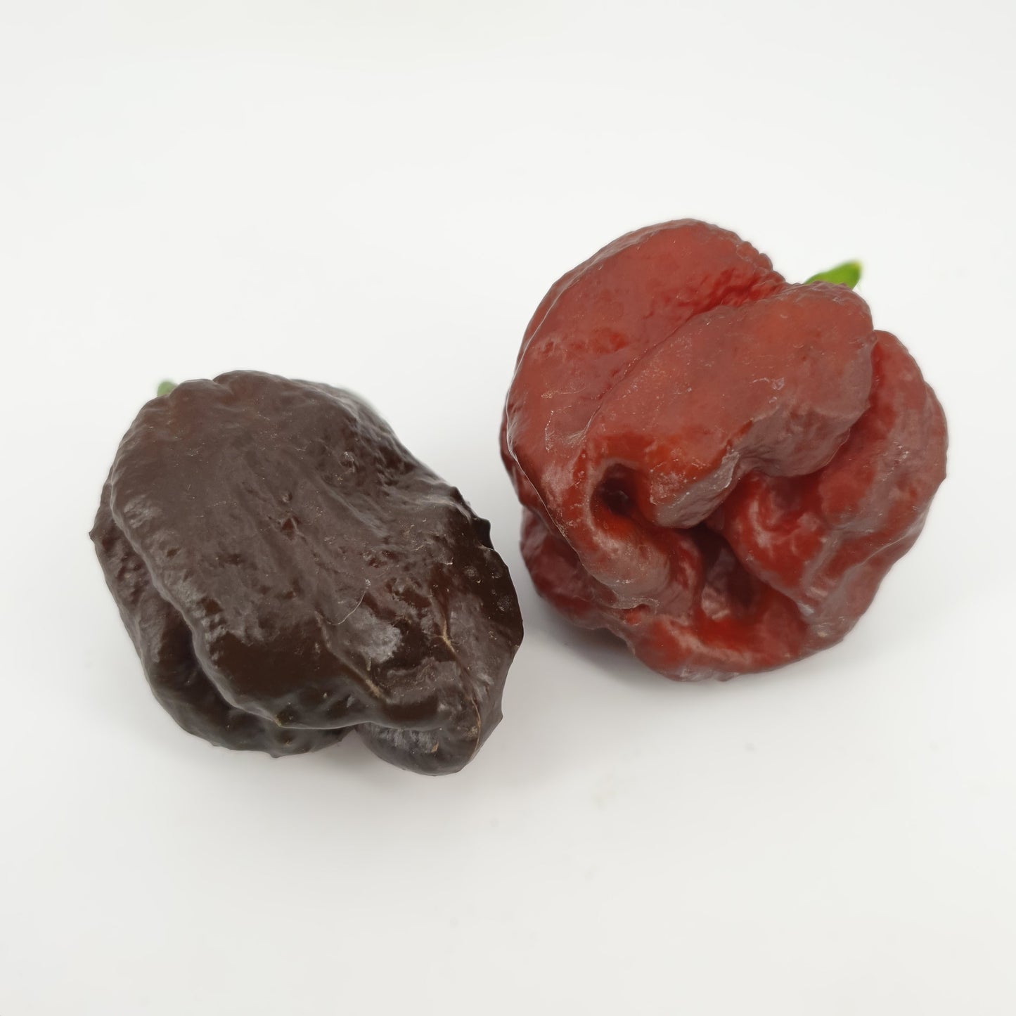7 botes de chocolate Congo - 10 semillas de chile