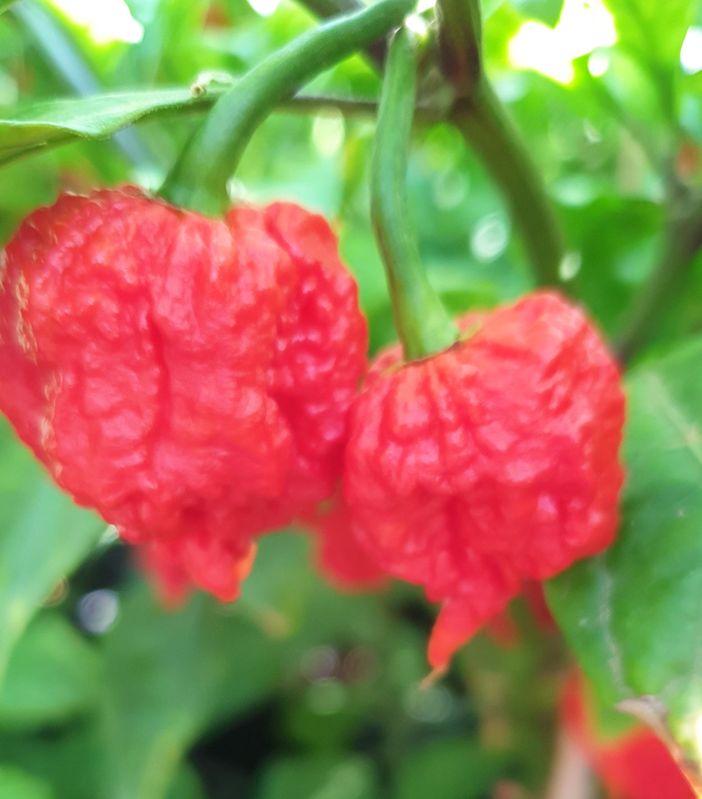 7 Pot Jonah - 10 semillas de chile