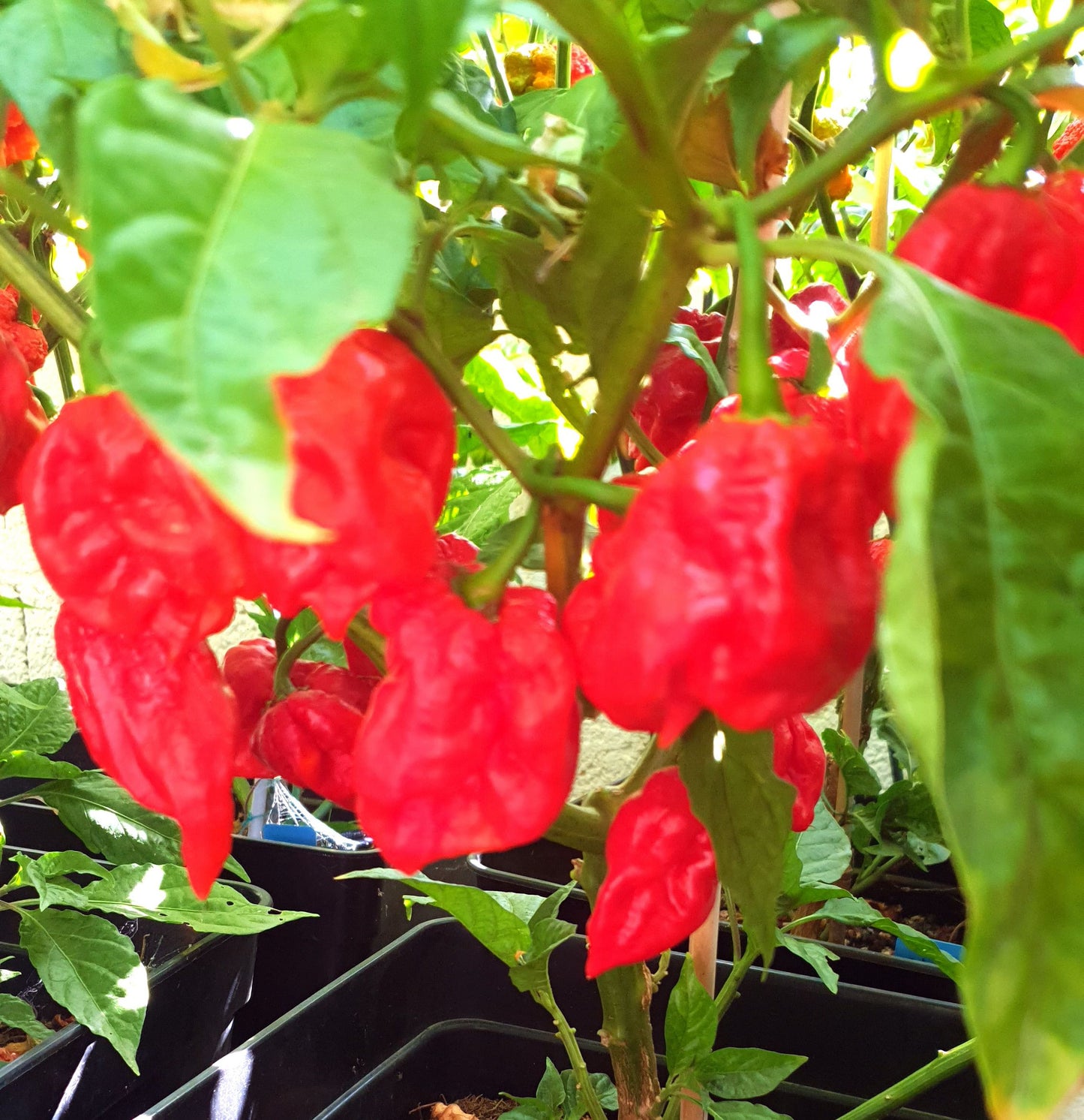 7 Pot Jonah - 10 semillas de chile