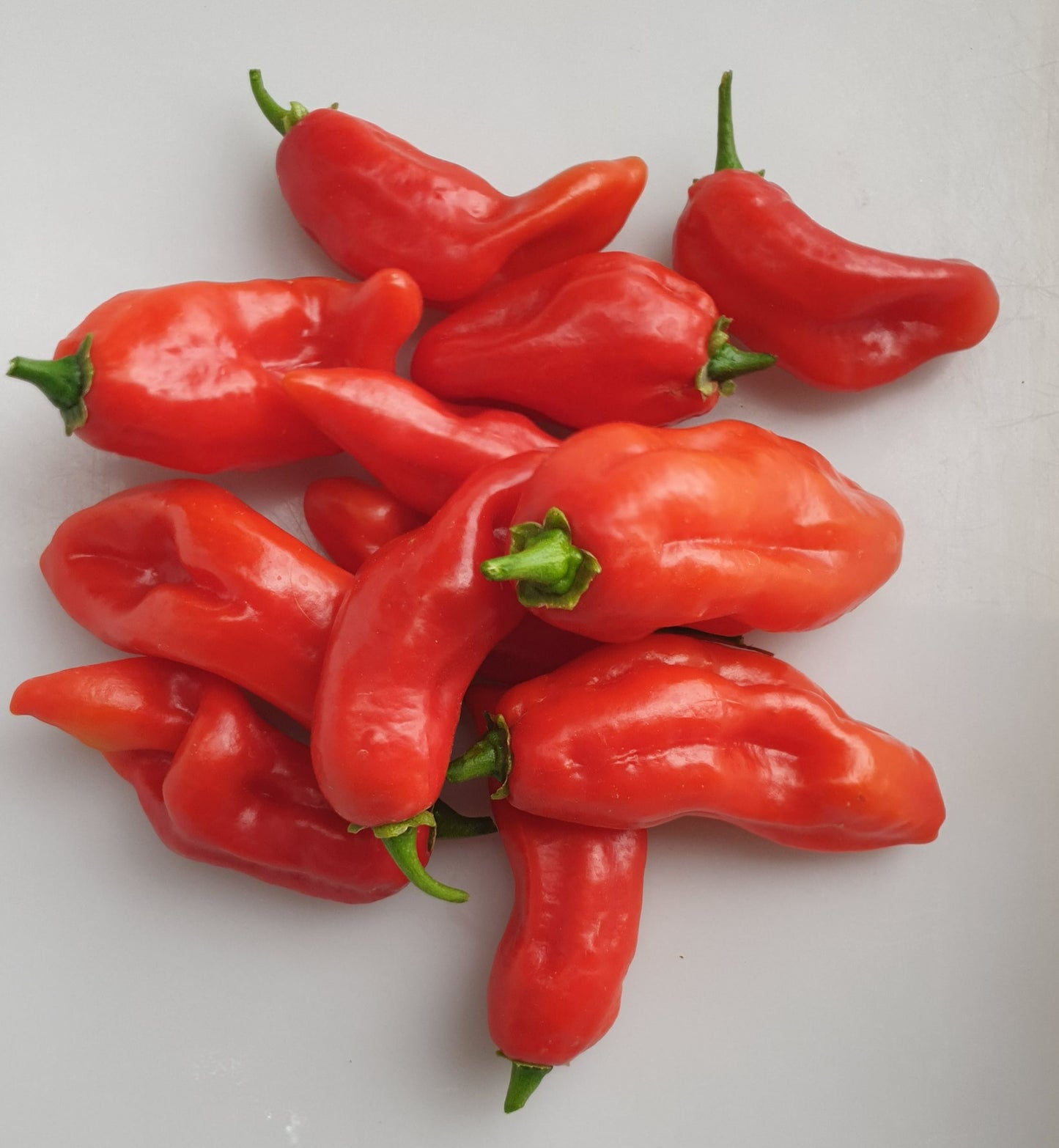 Rote Aji Dulce chilis