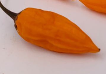 Ají Habanero - 10 semillas de chile