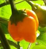 Surtido de chiles afrutados