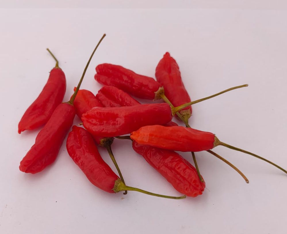 Aji Peanut - 10 Chilisamen
