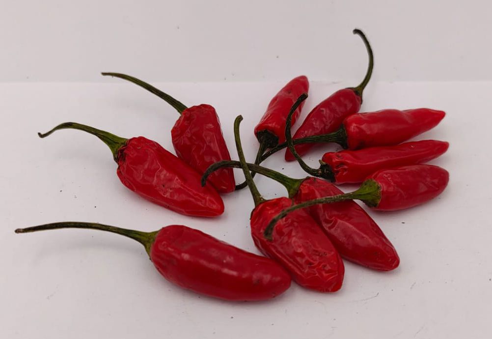 Aji Pinguita de Mono - 10 chili seeds