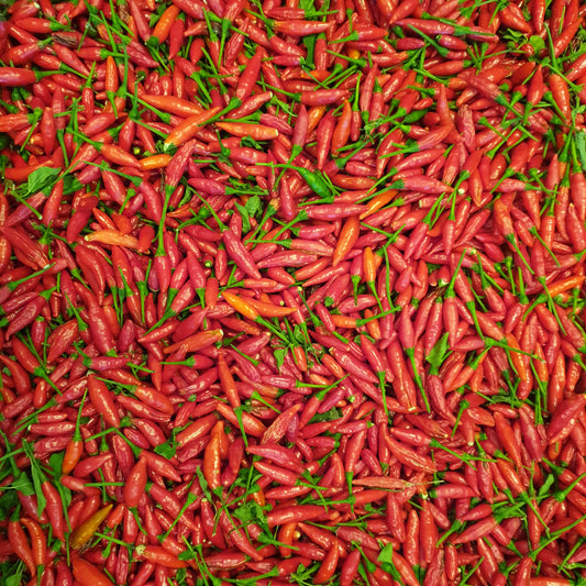 Aji Quintunquito - 10 chili seeds