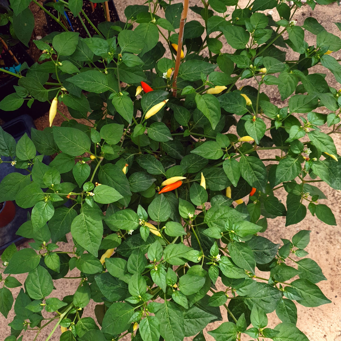 Aji Challuaruro - 10 Chilisamen