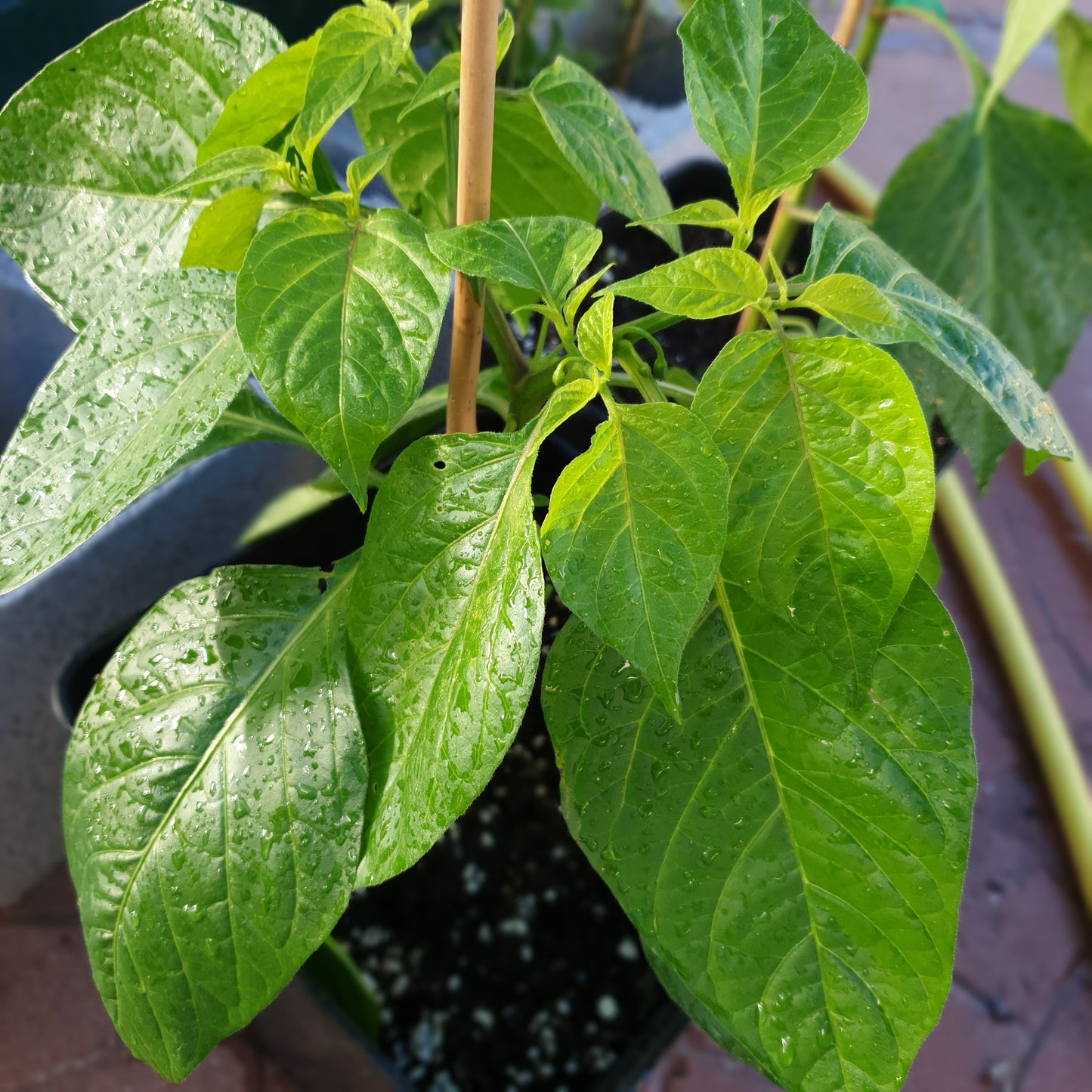 Aji Dulce Pflanze