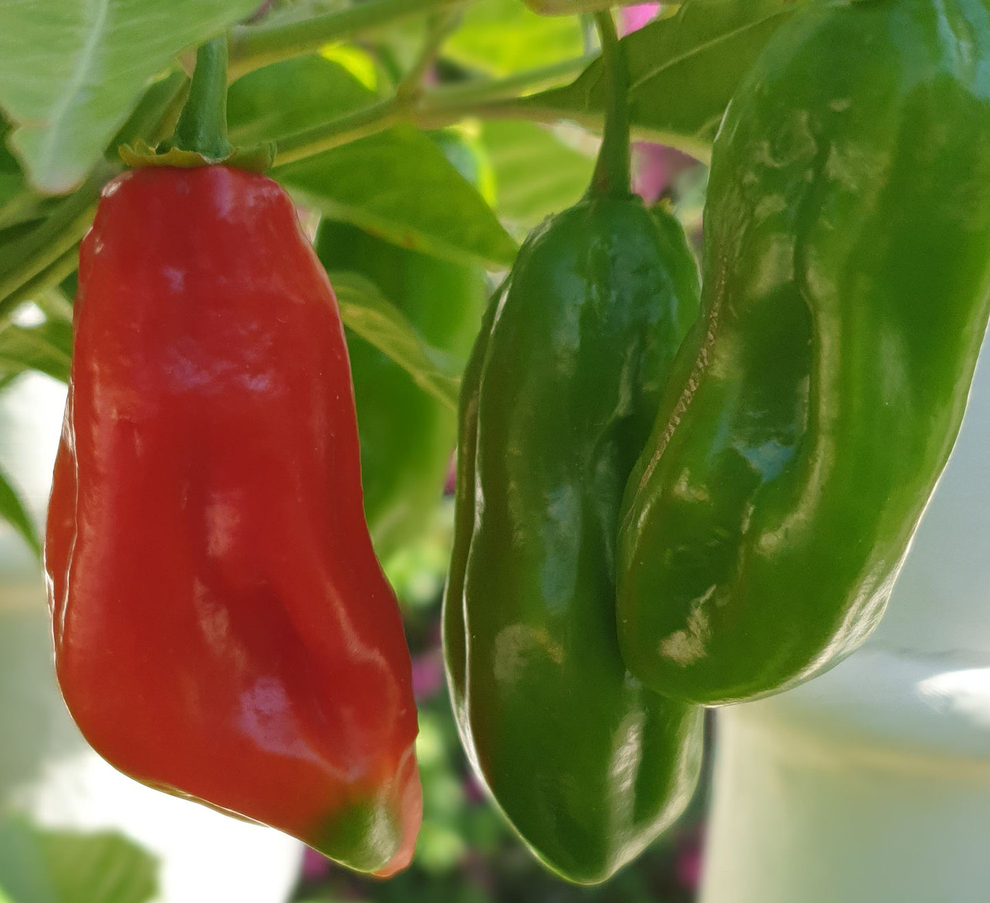 Aji Dulce chili Grün und Rot