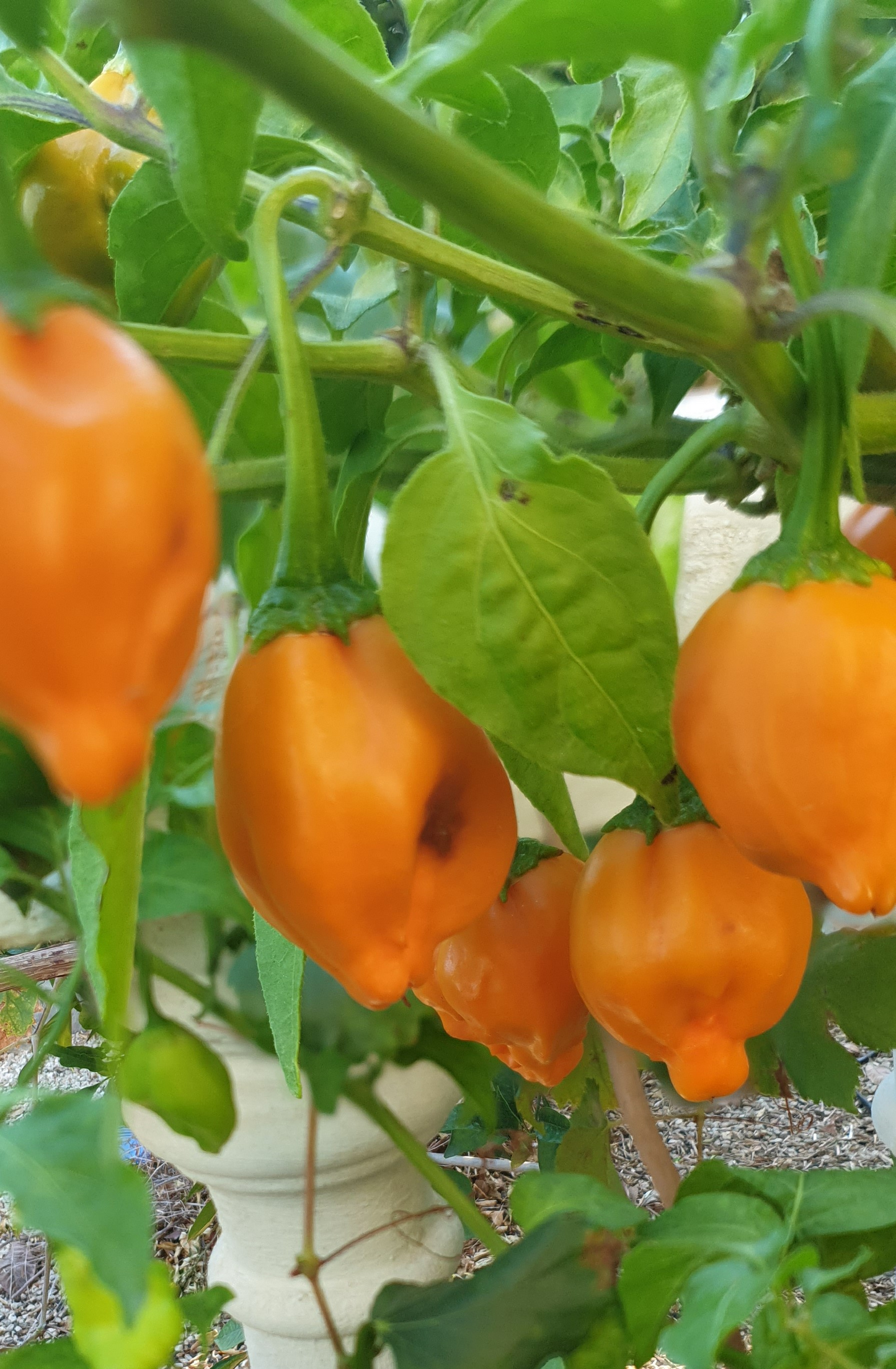 Surtido de chiles afrutados