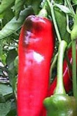 10 semillas de chile Ancho San Luis