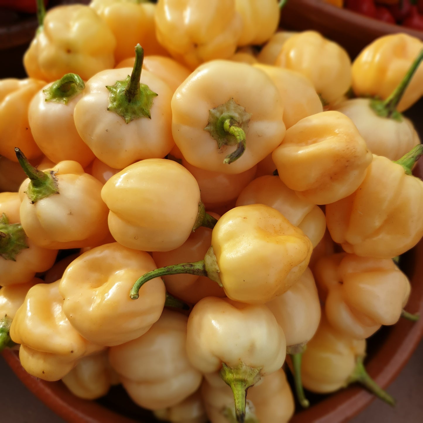 Aromas suaves: la gama de chiles suaves (6 variedades, 5 semillas cada una)