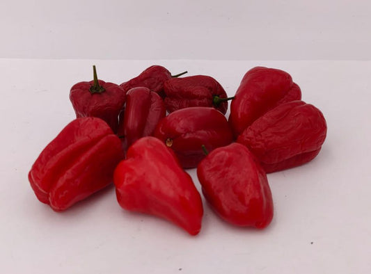 Arion - 10 chili seeds