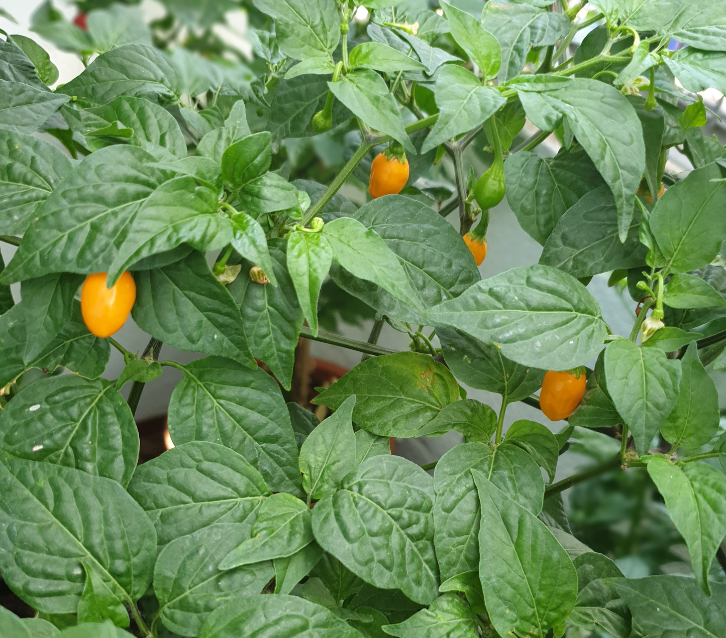 Naranja Ayuyo - 10 semillas de chile