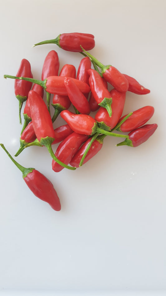 Bago - 10 chili seeds