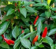Bird's Eye - 10 Chilisamen