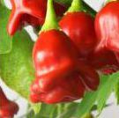 Bishops crown (Glockenpaprika) - 10 Chilisamen