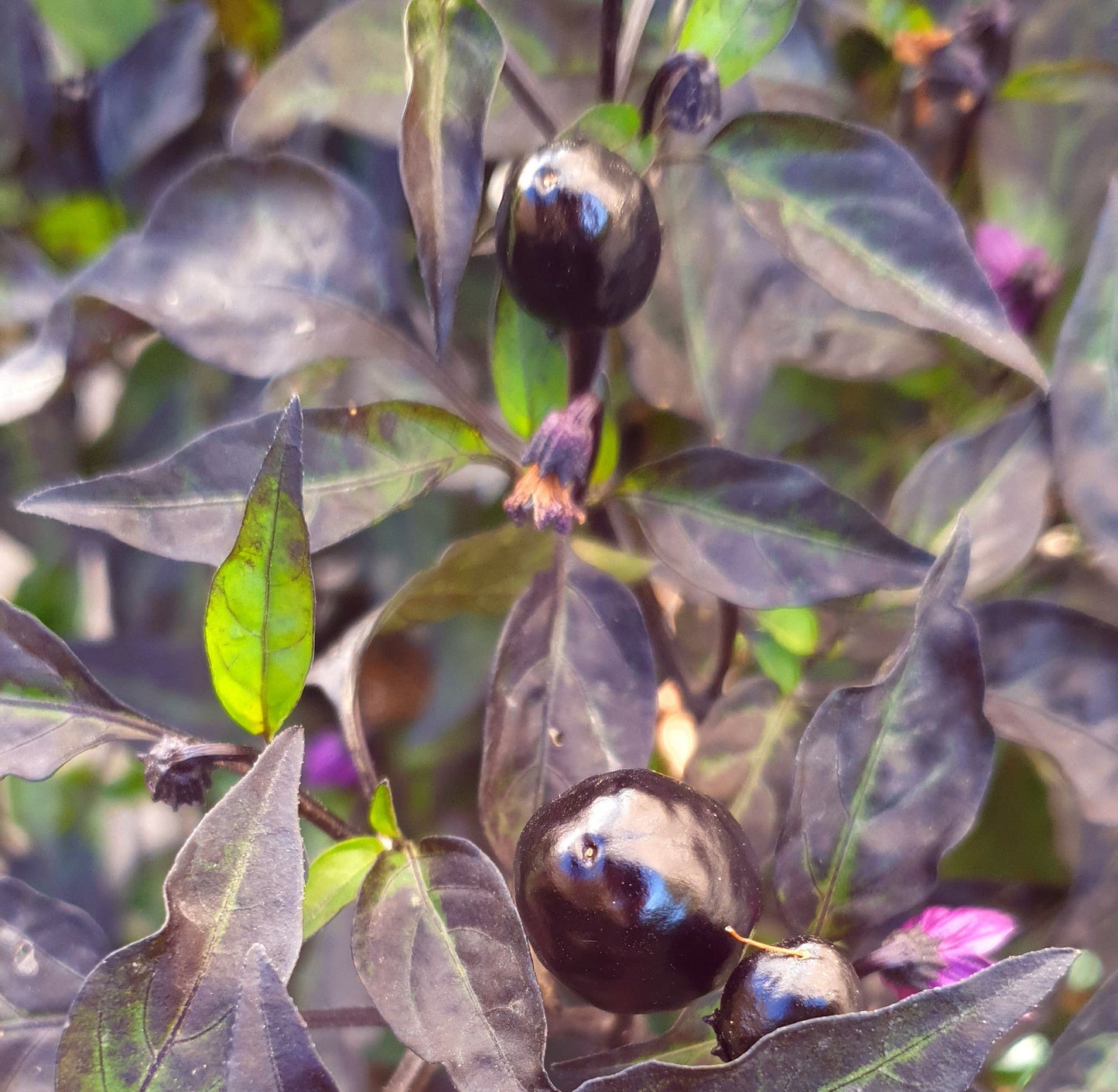 Aceituna Negra - 10 semillas de chile