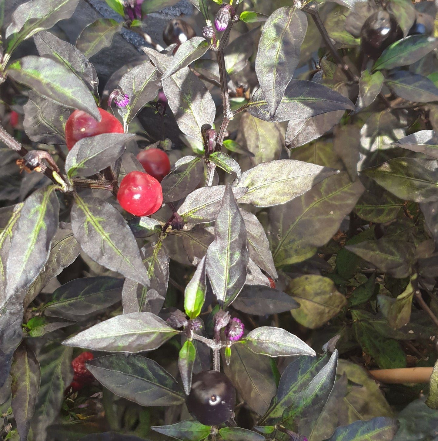 Aceituna Negra - 10 semillas de chile