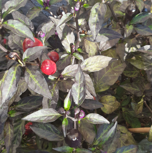 Black Olive - 10 chili seeds