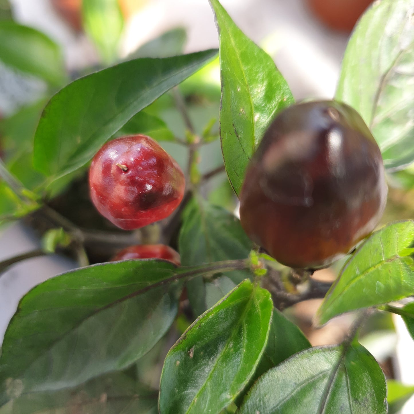 Aceituna Negra - 10 semillas de chile