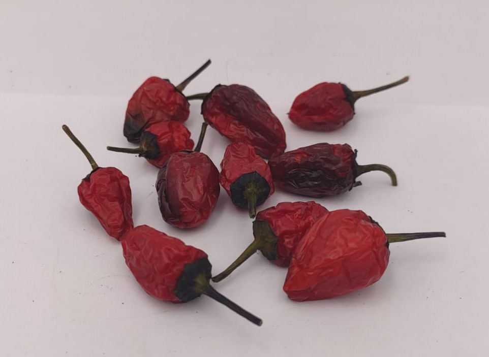 Black Prince - 10 chili seeds