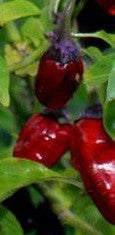 Black Scorpion tongue 10 semillas de chile