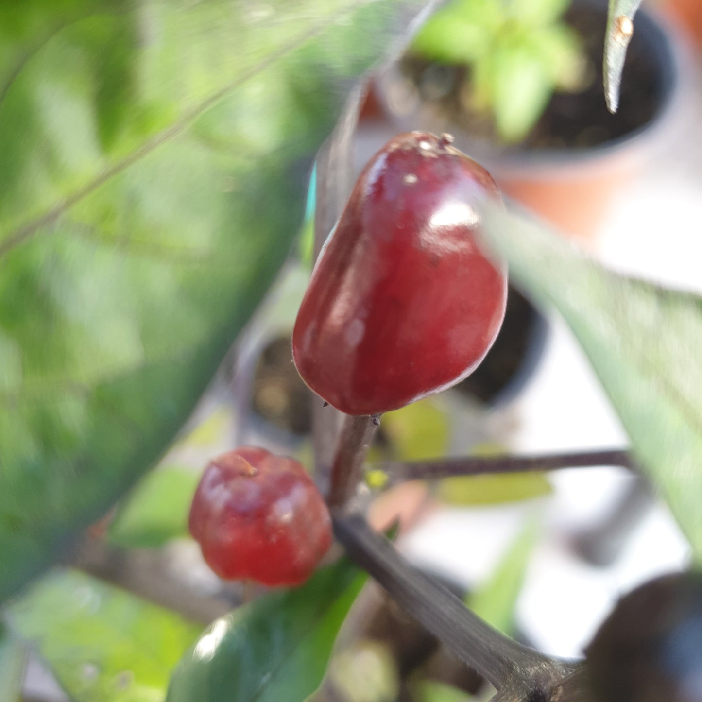 Aceituna Negra - 10 semillas de chile