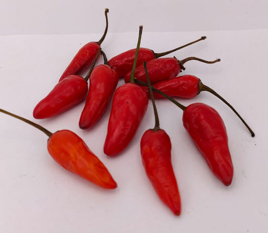Blue Christmas - 10 chili seeds