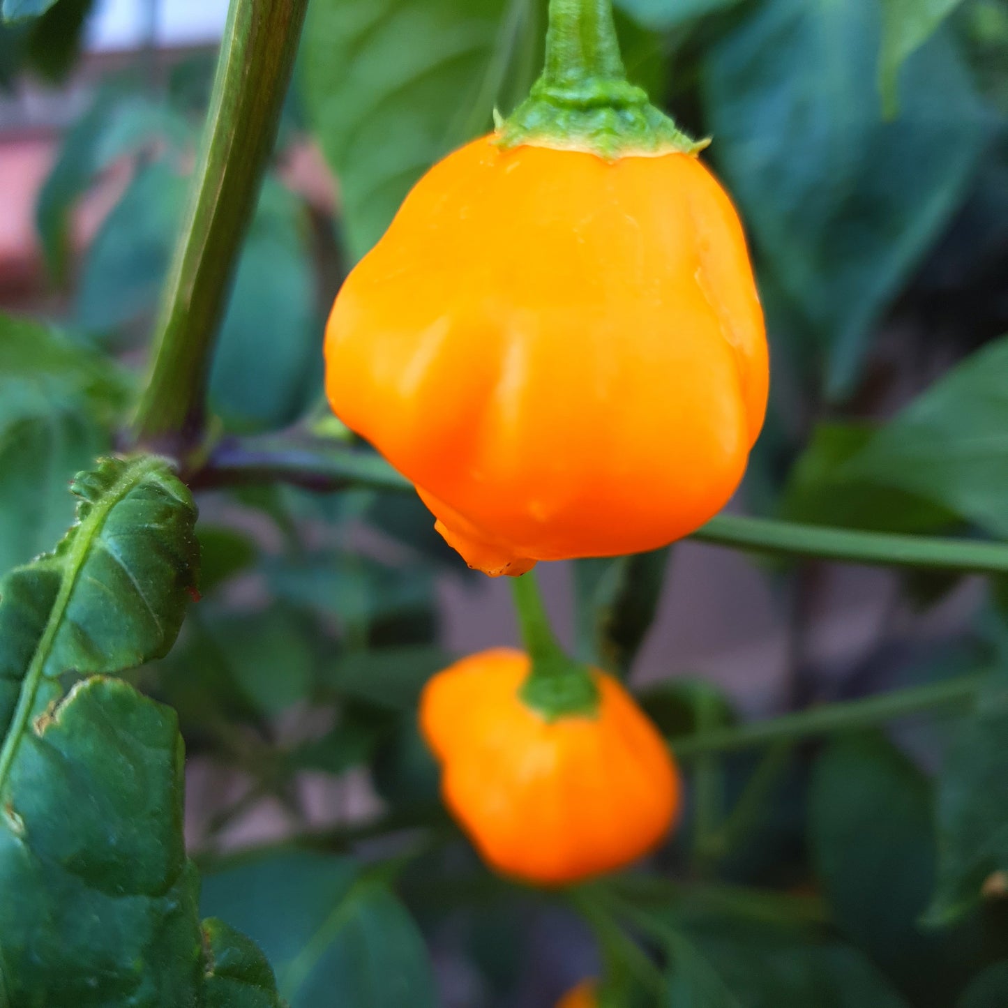 Aromas suaves: la gama de chiles suaves (6 variedades, 5 semillas cada una)