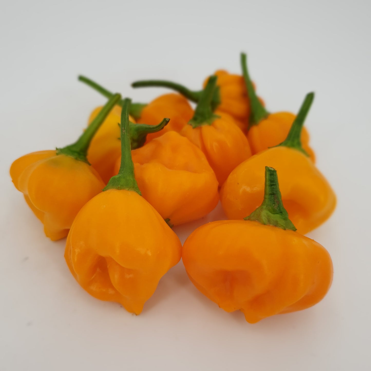 Brazilian Starfish Yellow - 10 chili seeds
