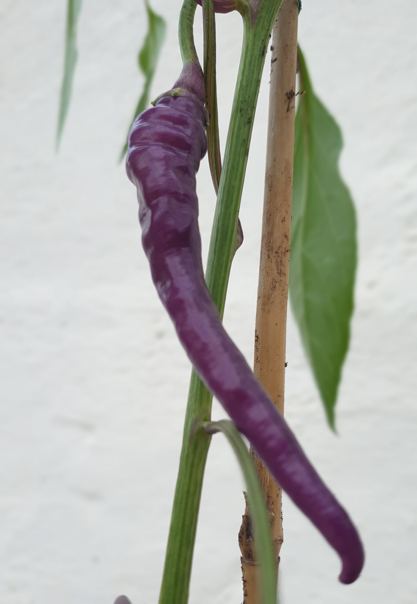 Buena Mulata - 10 chili seeds