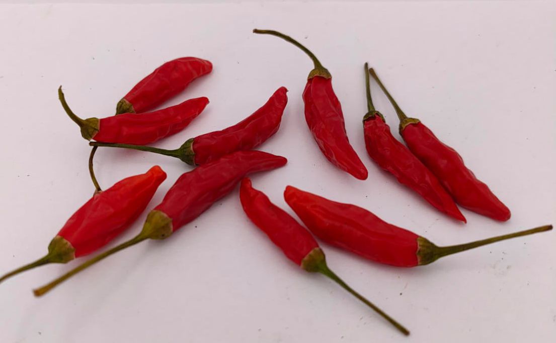 CO 2598 - 10 chili seeds