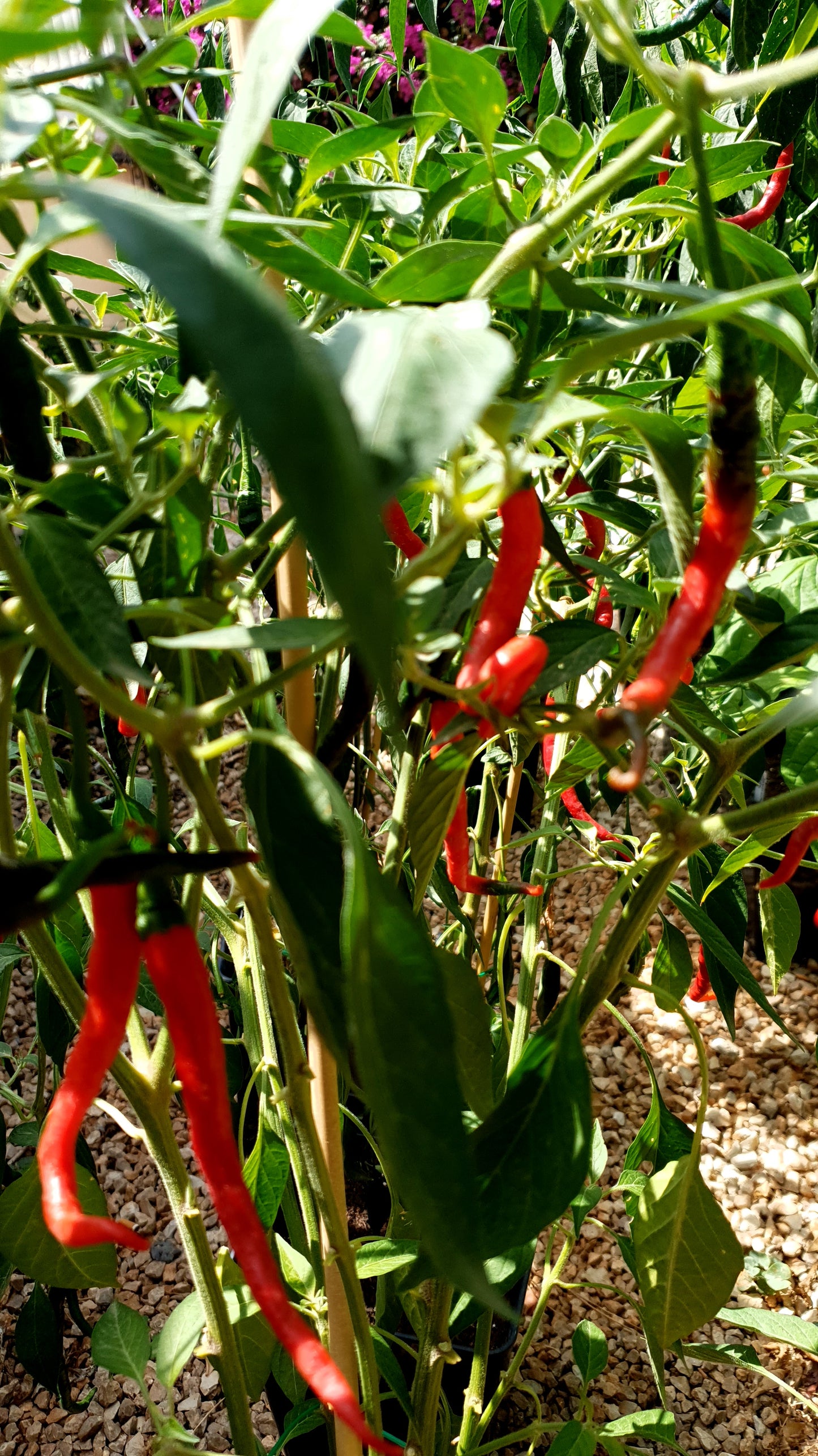 Cabe Keriting - 10 semillas de chile