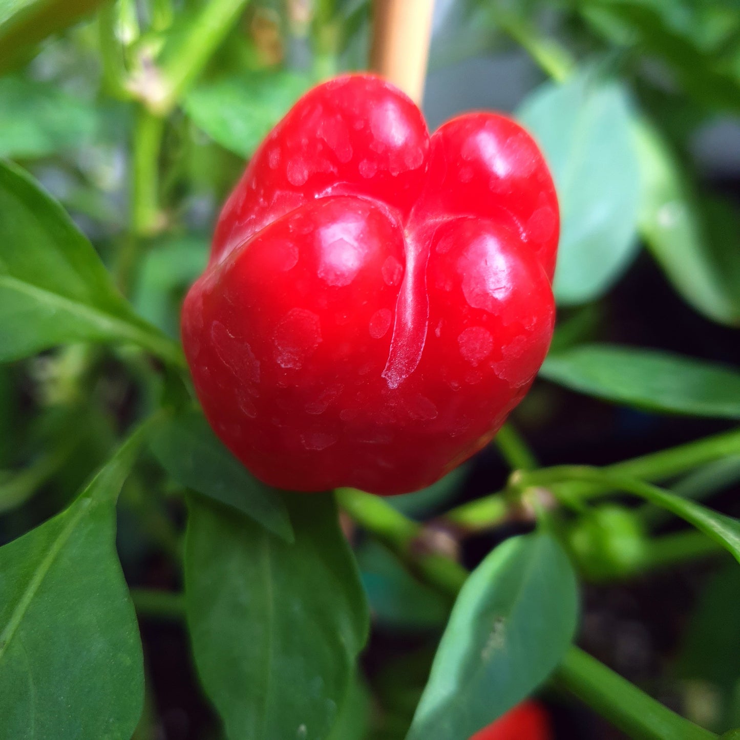 Surtido de chiles afrutados