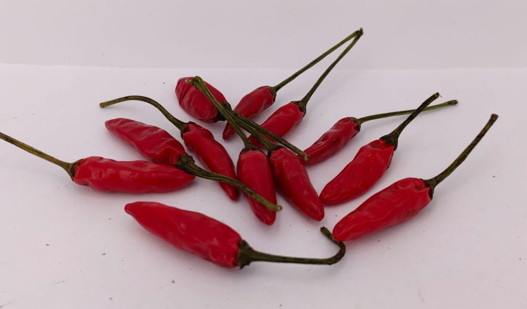 Calabria 9 Hot - 10 chili seeds