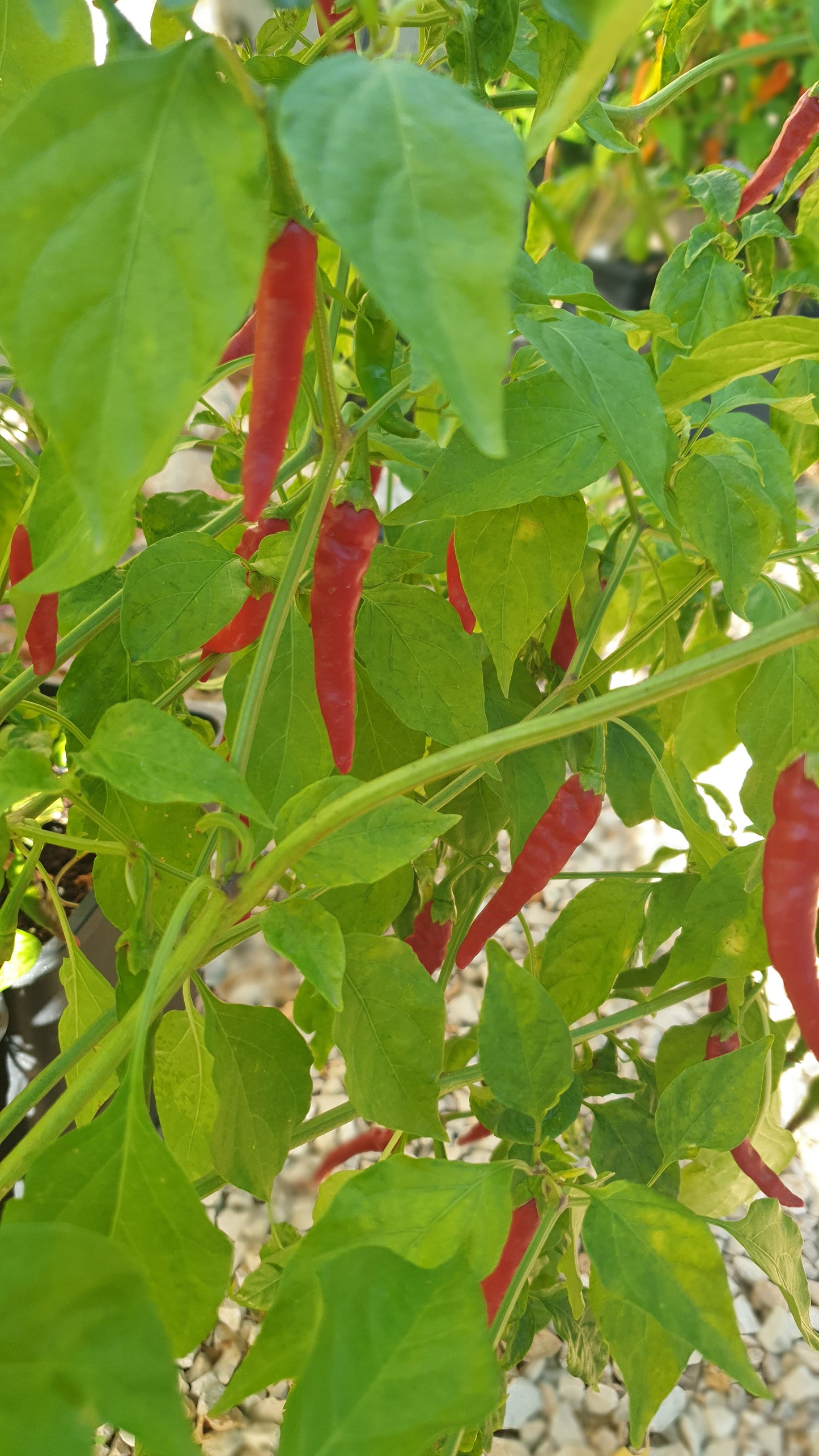 Cayenne Long slim - 10 semillas de chile