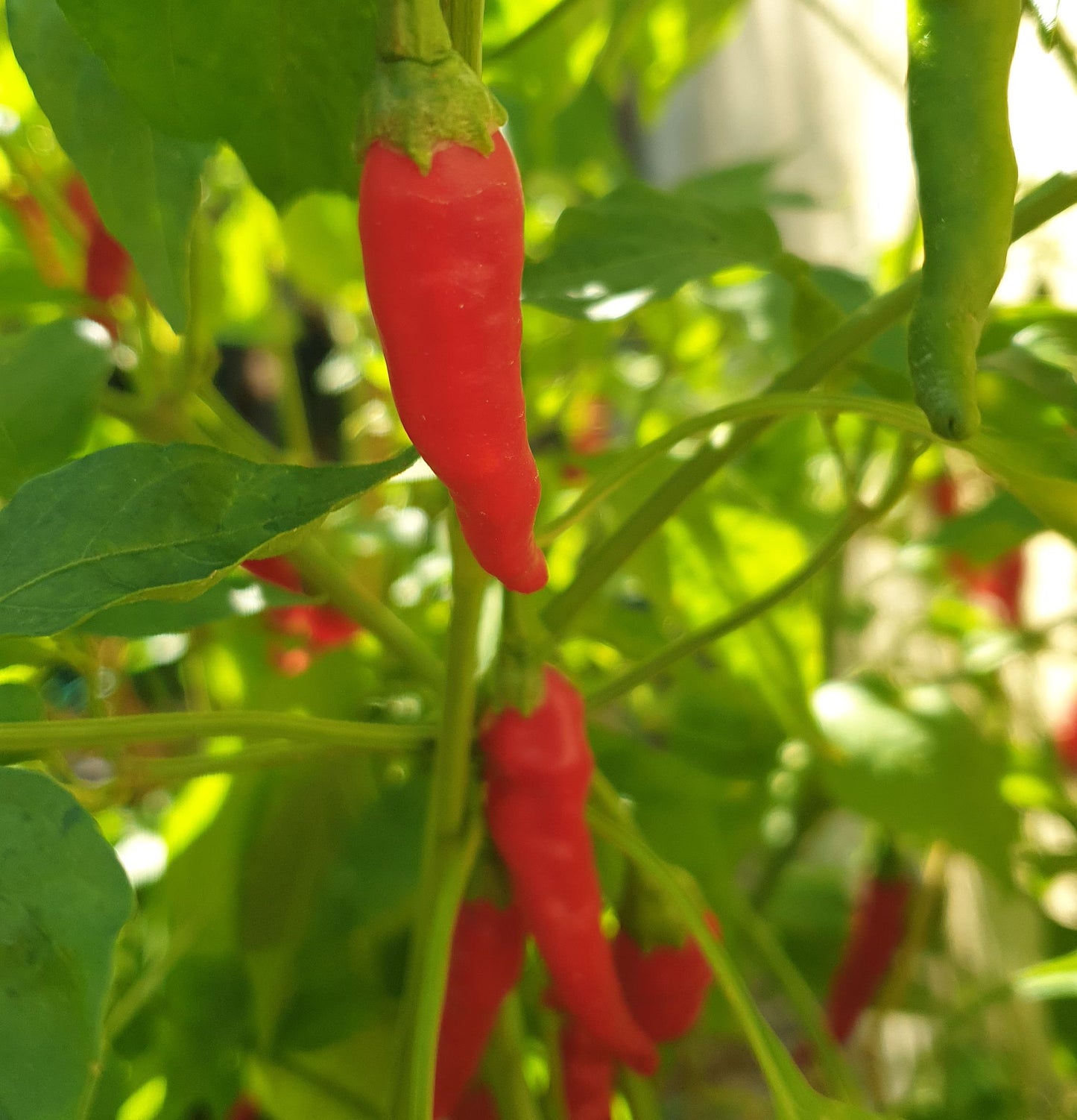 Cayenne Long slim - 10 semillas de chile
