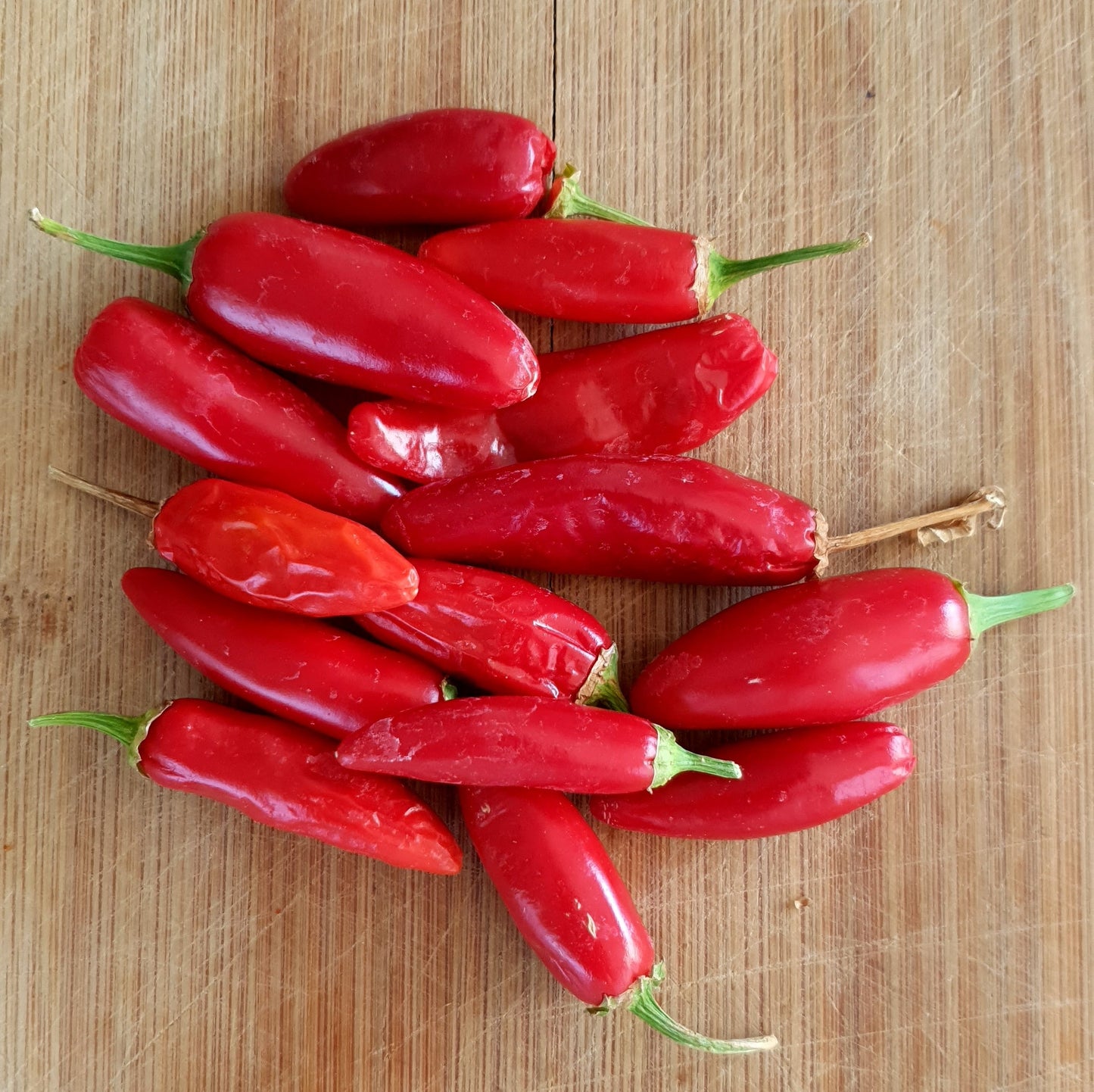 Cece Pepper - 10 chili seeds