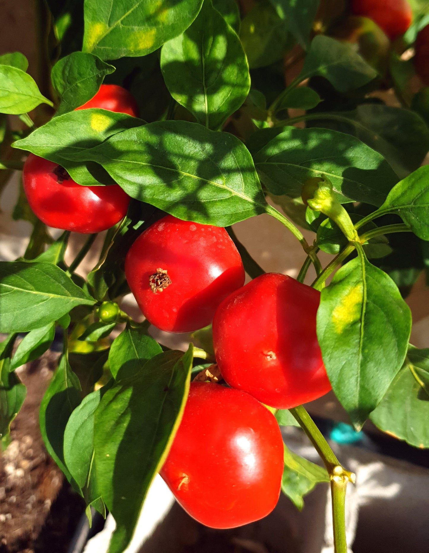 Cherry Bomb - 10 semillas de chile