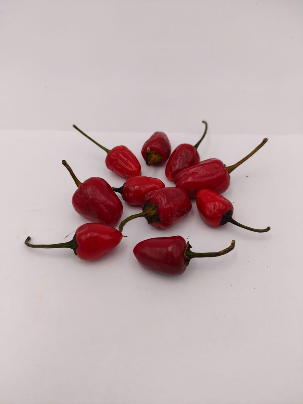 Chili Costa Rica rojo - 10 Chilisamen