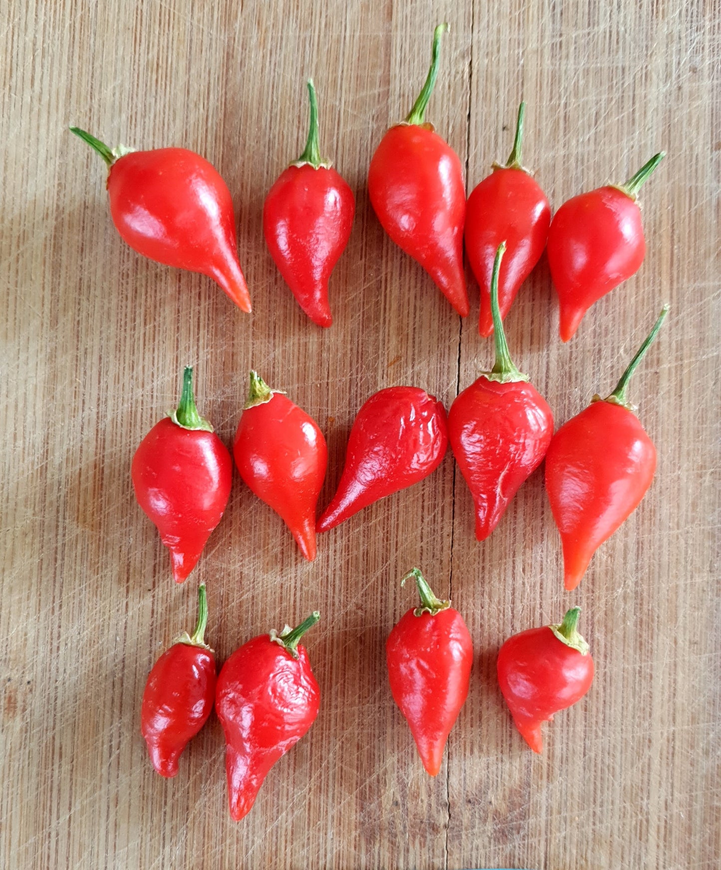 Bayas pequeñas - gran aroma (5 variedades, 5 semillas cada una)