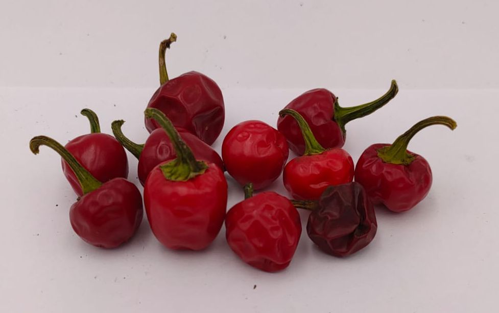 Ciliegia Piccante - 10 chili seeds