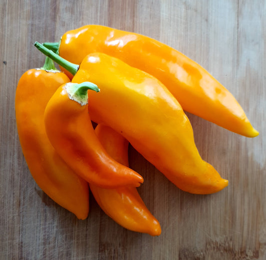 Corno di Toro giallo - 10 Chilisamen