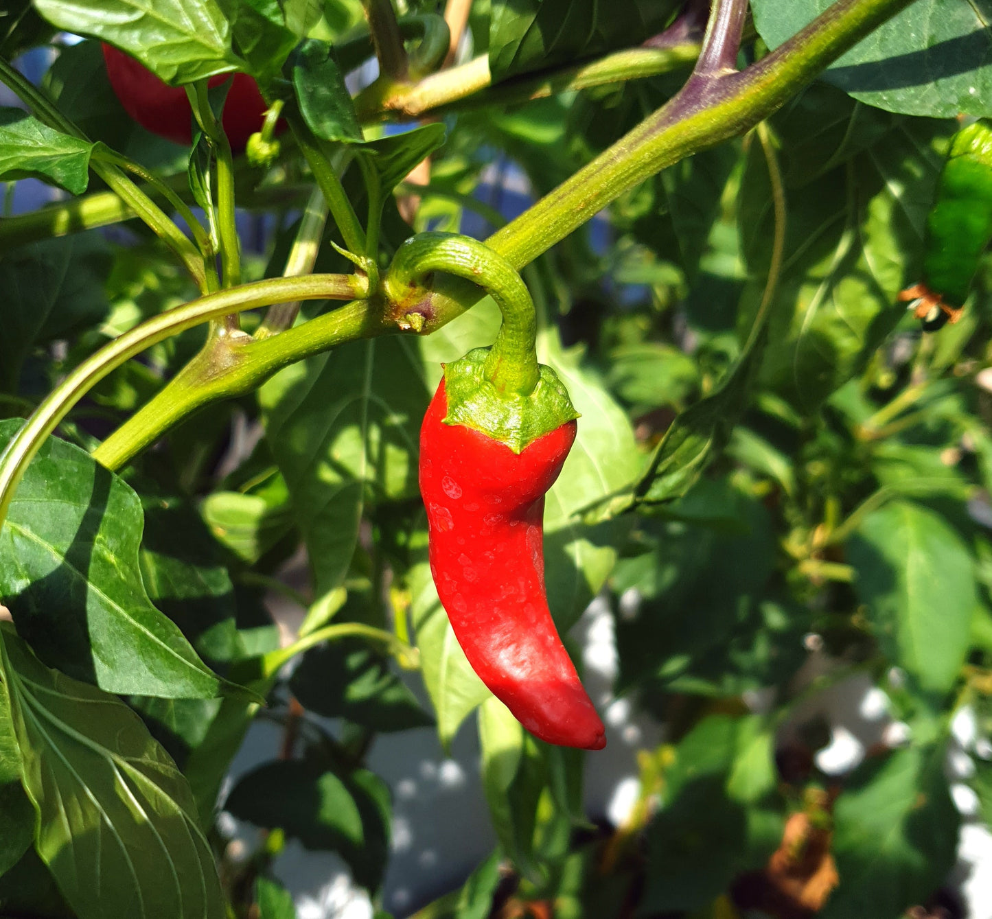 Aromas suaves: la gama de chiles suaves (6 variedades, 5 semillas cada una)