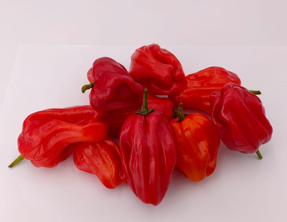 Criolla de Cocina - 10 chili seeds