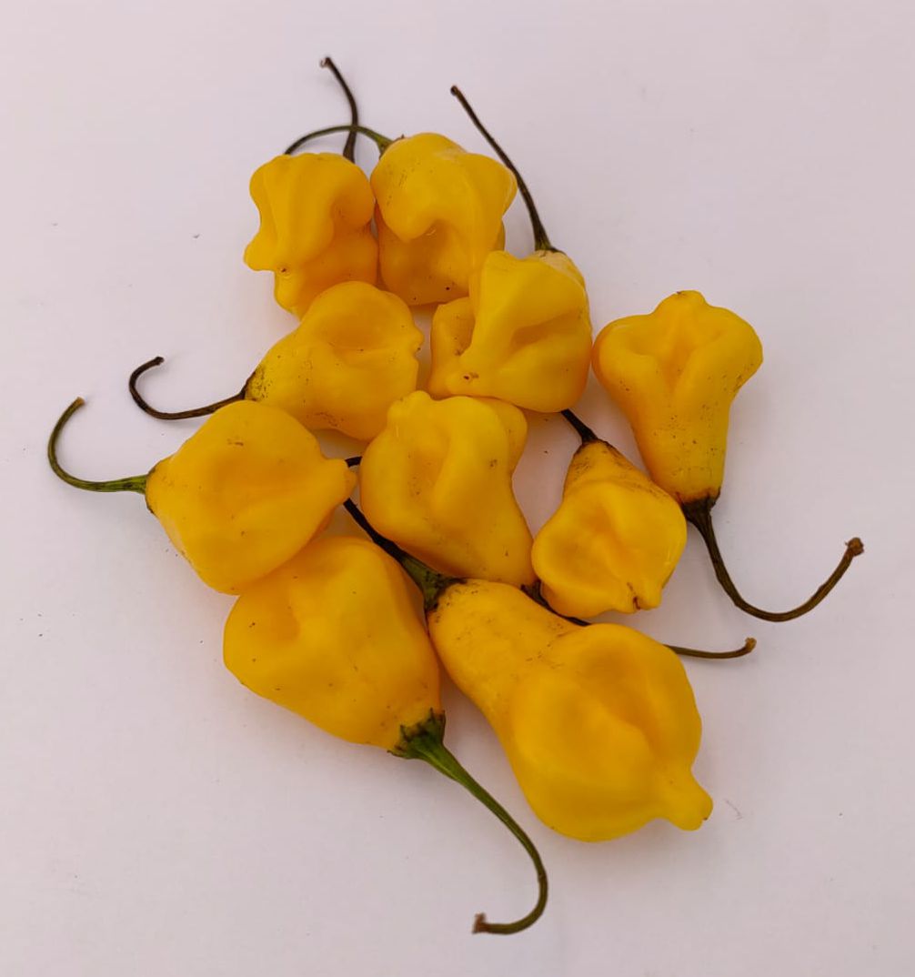 Dulce Estrella - 10 chili seeds